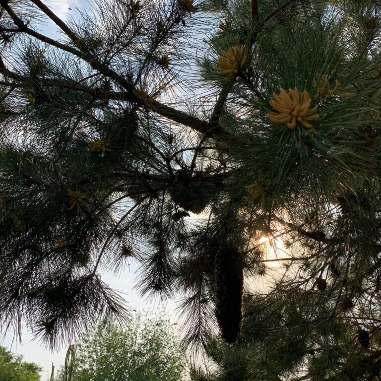 177543768 4006965089350077 9008717720783557232 n 1 768x768