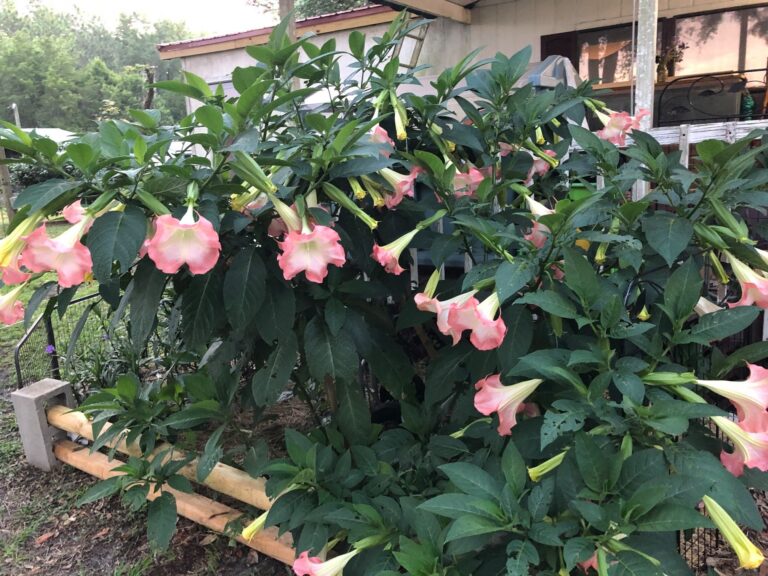 angeltrumpit 768x576