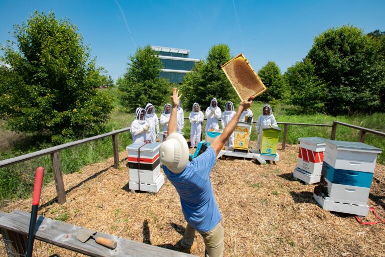 beedowntown2 768x512